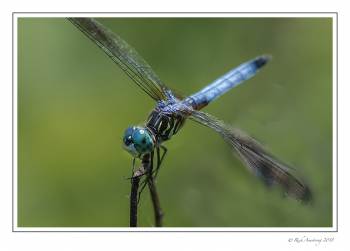 dragonfly 14 copy copy.jpg